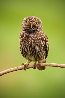 Little Owl in the nature habitat