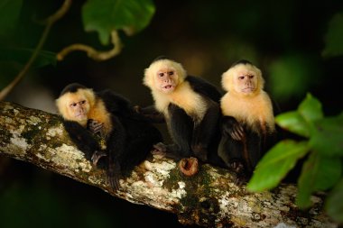 Ağaç dalı üzerinde oturan capuchin maymunlar