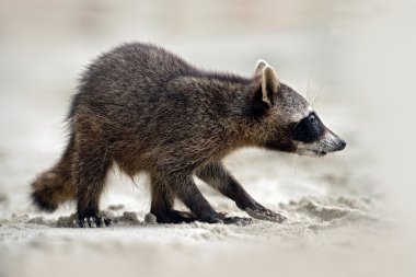 Rakun, procyon lotor