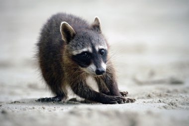 Rakun, procyon lotor