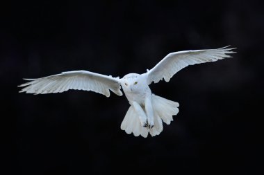 Karanlık ormanda uçan karlı baykuş