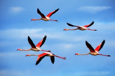 Büyük Flamingo uçan
