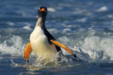 Macellan pengueni dalgalar halinde Yüzme