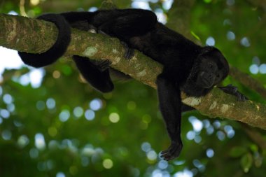 mantled uluyan maymun  