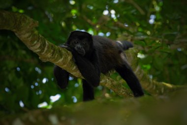 mantled uluyan maymun  