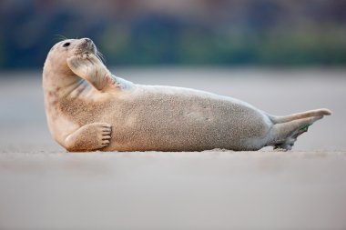 Atlantik gri fok