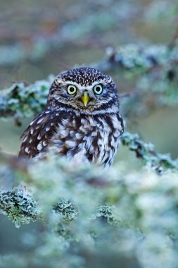 Sonbahar karaçam ormanında Küçük Baykuş