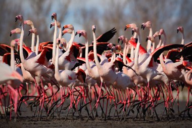 Grupa flamingi większe
