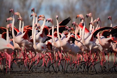 group of Greater Flamingos