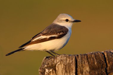 Güdük üzerinde oturan sinekkapan