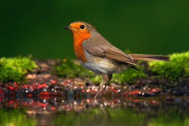 Avrupa suya oturan Robin