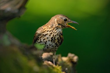 Ağaç dalında oturan kuş