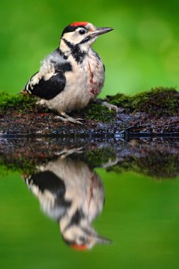 Büyük Benekli Ağaçkakan