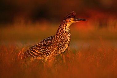 motteled bird with evening back light clipart