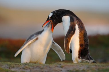 Gentoo penguenleri sahne besleme