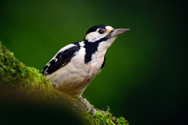 Büyük Benekli Ağaçkakan