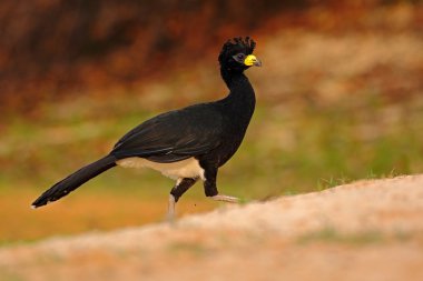 Bare-faced Curassow  clipart