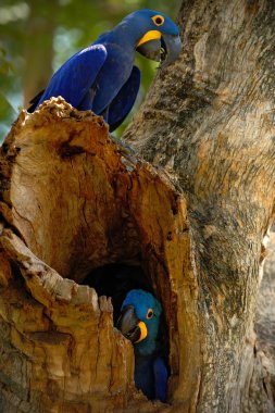 papağan ağacında delik iç içe 