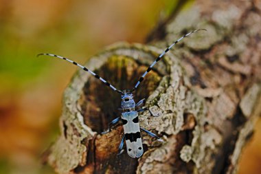 Beautiful blue insect with long feelers