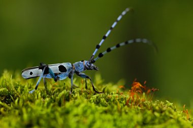 Beautiful blue insect with long feelers