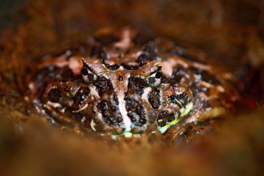 Argentine Horned Frog clipart