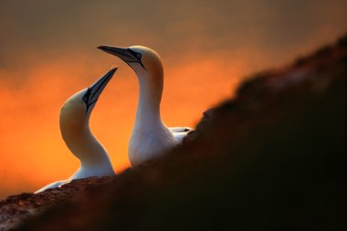 Akşam güneşi ile Kuzey Gannets