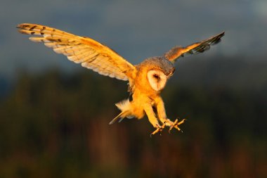 Uçan Baykuş Ahırı 