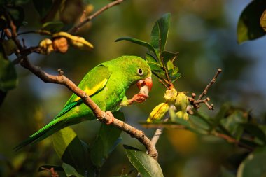 Sarı chevroned muhabbet kuşu