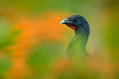 Rufous havalandırmalı Chachalaca