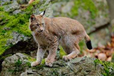 yürüyüş Avrasya vahşi kedi