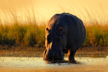 African Hippopotamus with evening sun clipart