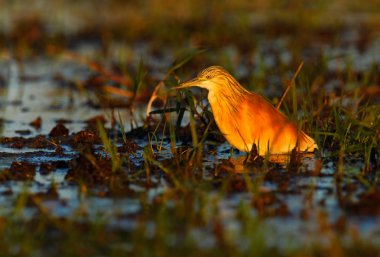 Alaca balıkçıl su