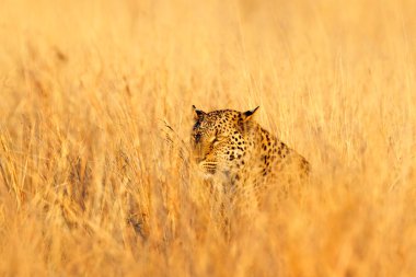 Leopar güzel turuncu çim