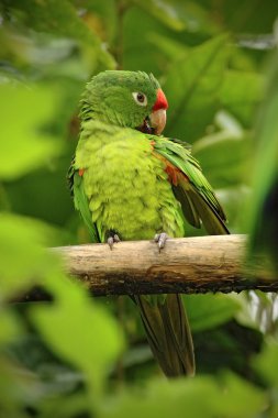 Beautiful green parrot  clipart