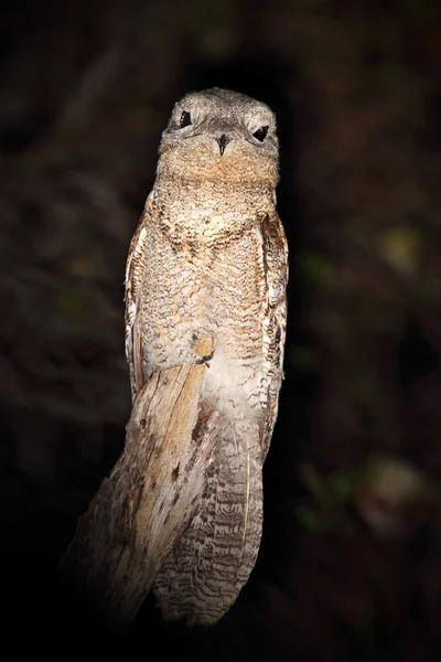 Nachtelijke tropic bird — Stockfoto