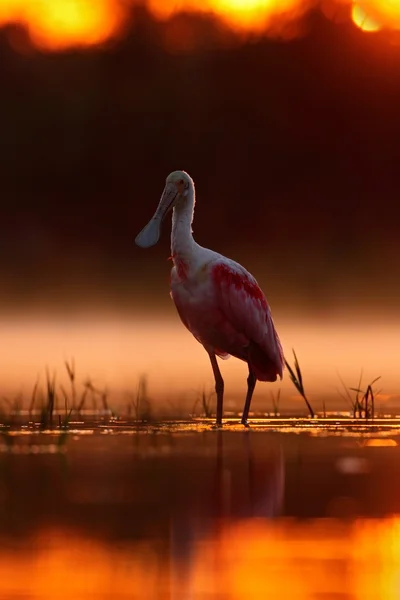 Belo nascer do sol com pássaro — Fotografia de Stock