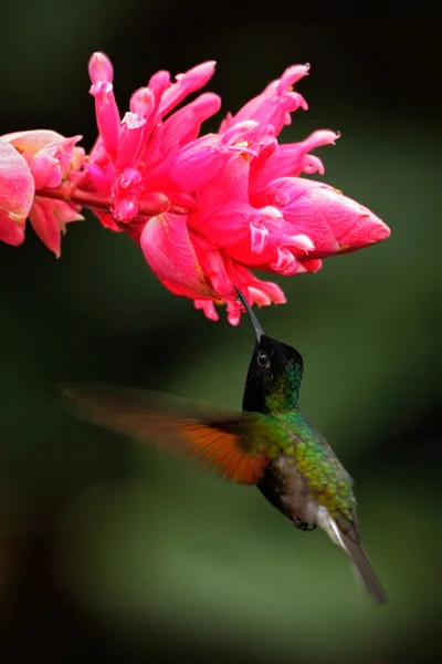 Beija-flor endémico raro — Fotografia de Stock