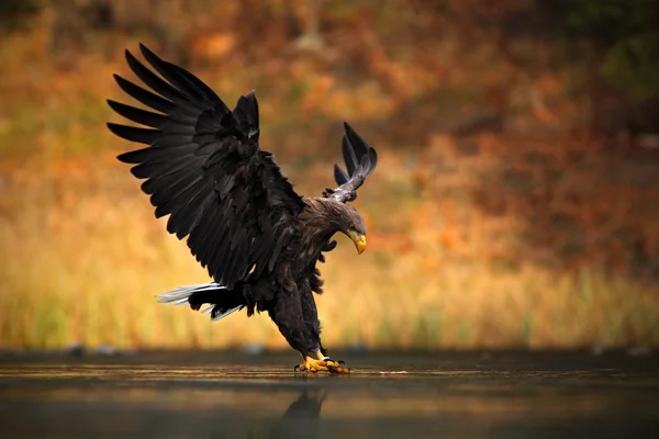 Aquila dalla coda bianca — Foto Stock