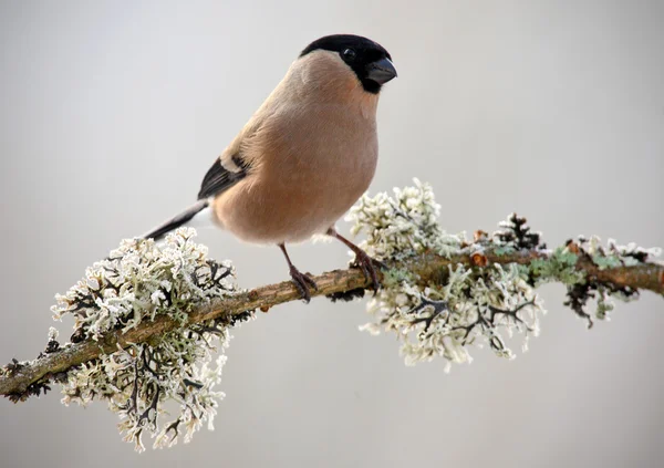 Bullfinch sentado en la rama de liquen — Foto de Stock