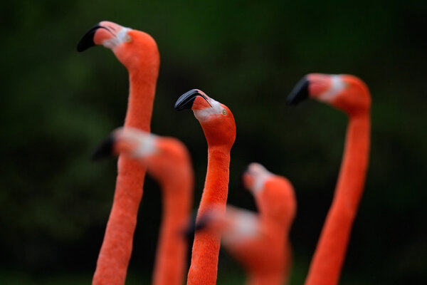 Flock of Chilean flamingo 