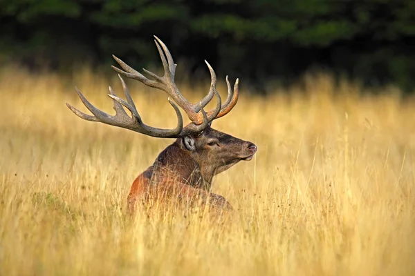 Ciervo rojo en el bosque natural — Foto de Stock