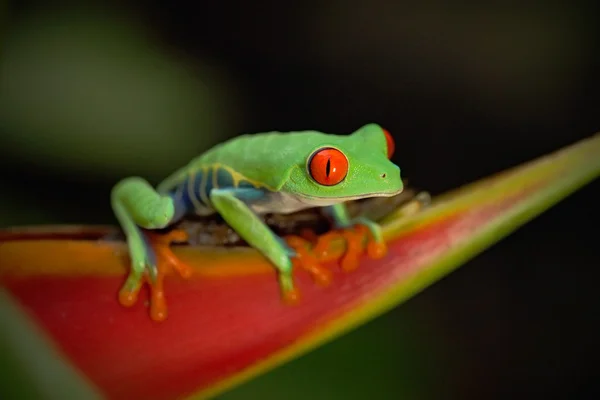 Red-eyed Tree Frog — Stock Photo, Image