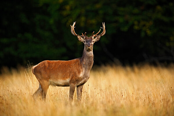 Red deer in the nature forest