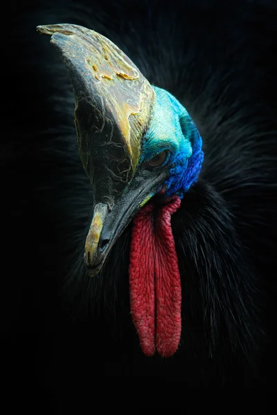 Sydlig cassowary, Casuarius casuarius - Stock-foto