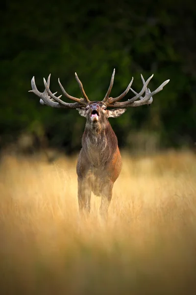 Red deer in the nature forest — Stock Photo, Image