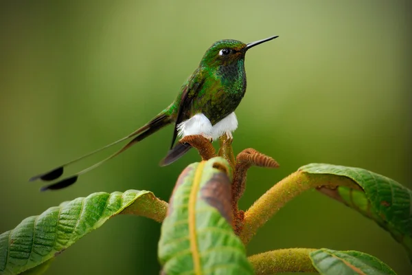 Πράσινο πουλί κάθεται σε ένα όμορφο λουλούδι — Φωτογραφία Αρχείου