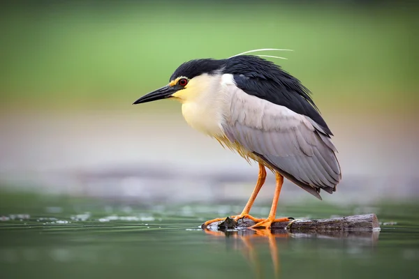 Noční volavka, Nycticorax nycticorax — Stock fotografie