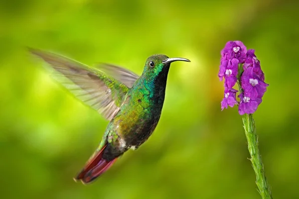 Colibrí de pecho verde — Foto de Stock