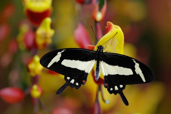 Black and white swallowtail butterfly — Stock Photo, Image