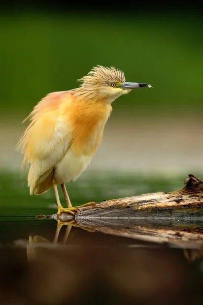 Garza Squacco en el agua de la naturaleza — Foto de Stock